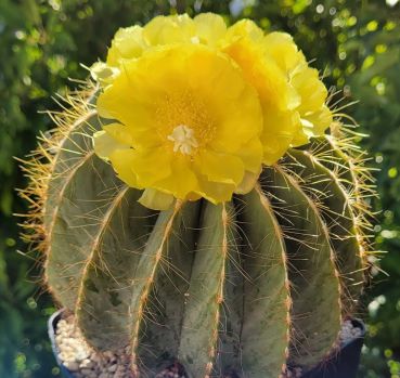 Notocactus magnificus